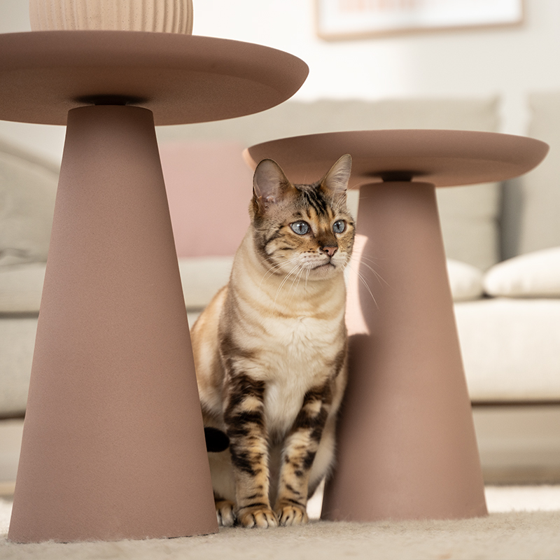 Katze sitzt auf einem beigen Teppich zwischen zwei Beistelltischen und schaut geradeaus.