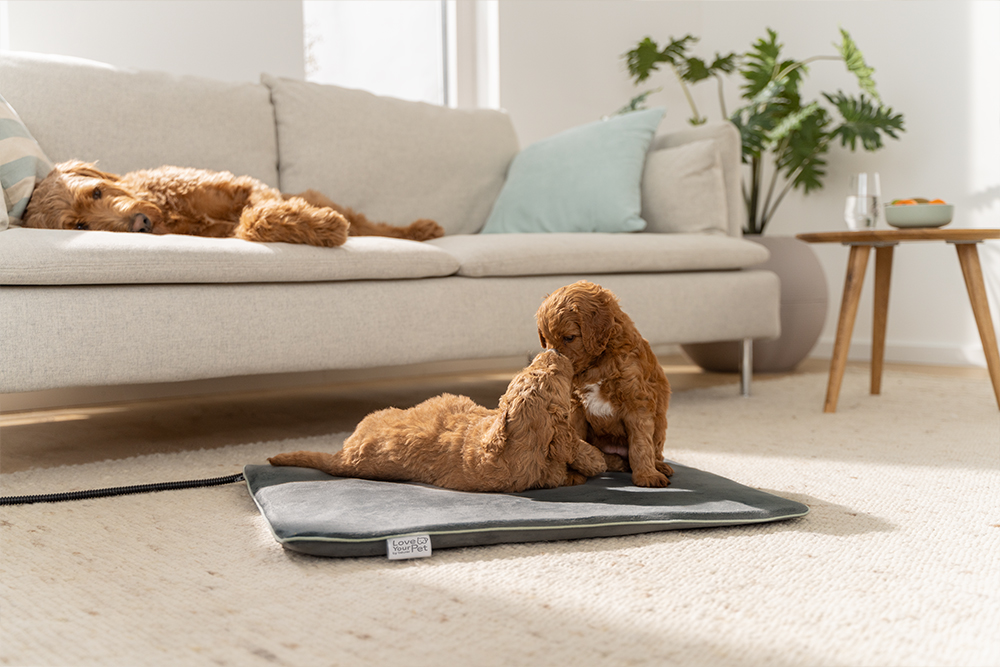 Zwei spielende Hunde sitzen auf einem grauen Beurer-Wärmekissen für Haustiere aus der PetCare Serie, während ein weiterer Hund entspannt auf dem Sofa liegt.