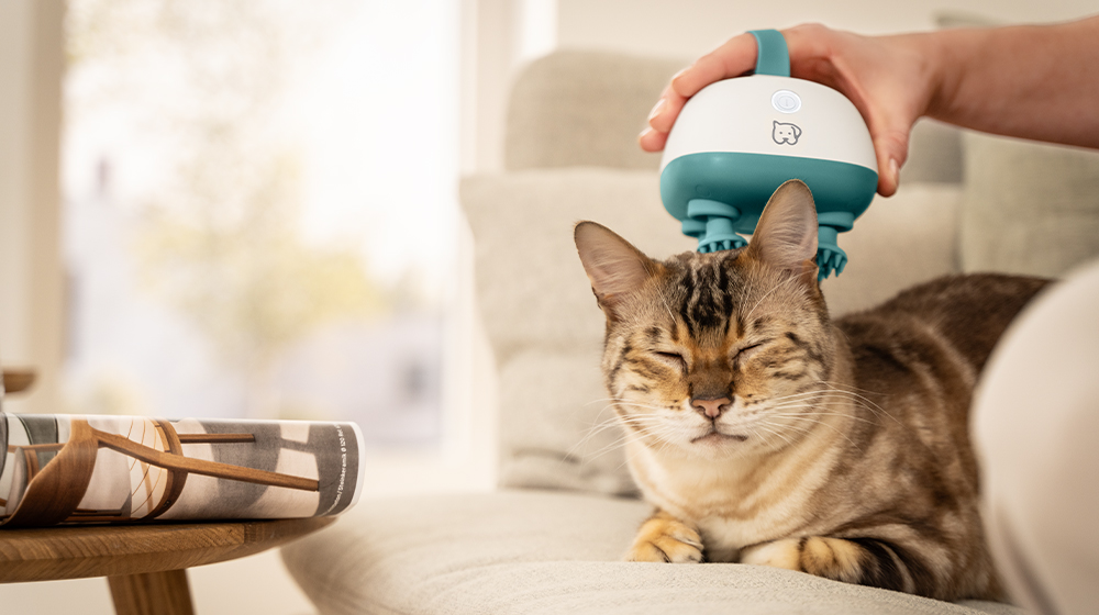 Katze wird sanft mit dem Beurer Buddy Massagegerät massiert und entspannt sich auf dem Sofa.
