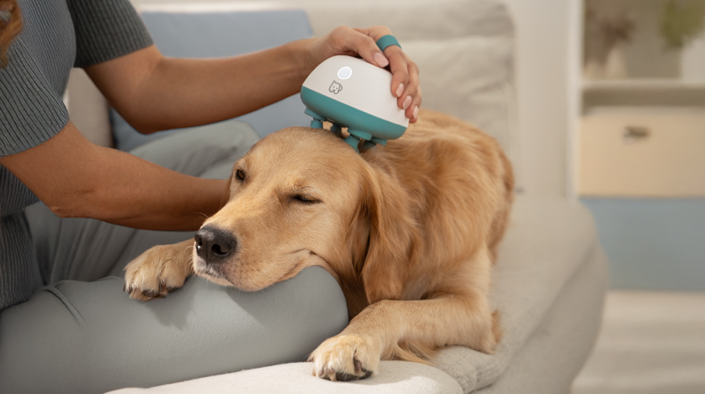 Hund genießt eine entspannende Massage mit dem Beurer Buddy Massagegerät für Haustiere auf dem Sofa.