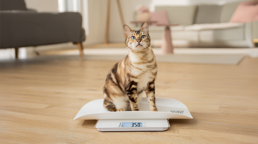Katze sitzt auf der Beurer Polly Tier- und Personenwaage aus der PetCare Serie.