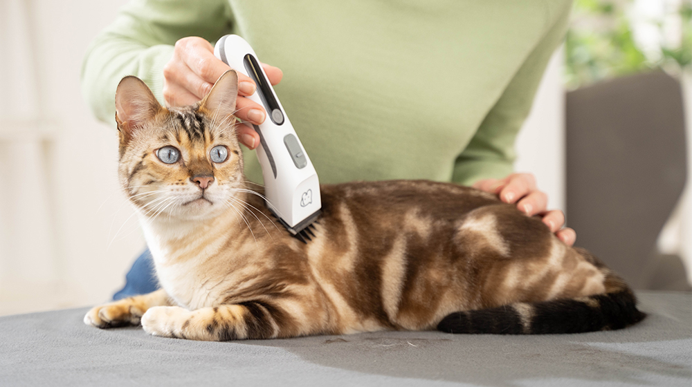 Katze wird mit dem Beurer Fluffy Fellschneider sanft gepflegt