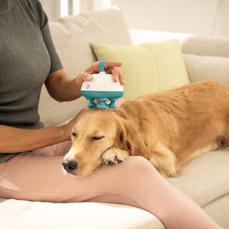 Ein Hund liegt auf einem Sofa mit dem Kopf auf dem Schoß einer Frau und wird von ihr am Kopf mit dem Beurer Massagegerät Buddy massiert.
