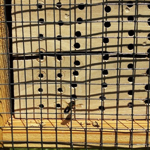 Biene wohnt im Bienenhotel von Beurer