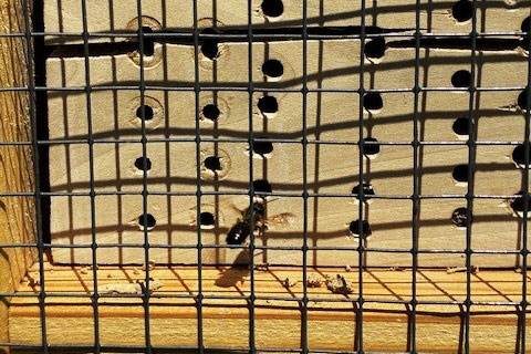 Biene wohnt im Bienenhotel von Beurer