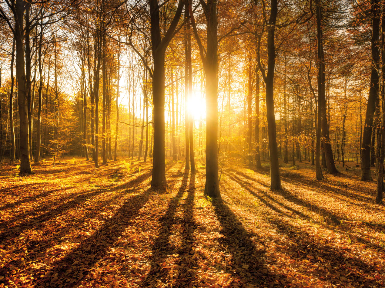 Soleil dans la forêt