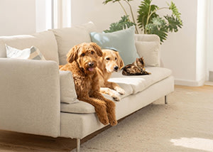 Zwei Hunde und eine Katze sitzen auf dem Sofa im Wohnzimmer