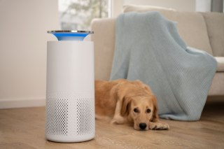 Beurer LR 400 Luftreiniger steht im Wohnzimmer. Ein Hund liegt daneben.