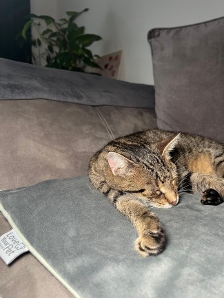 Schlafende Katze auf der Heizmatte Lilli Eine getigerte Katze schläft entspannt auf der Heizmatte Lilli auf dem Sofa