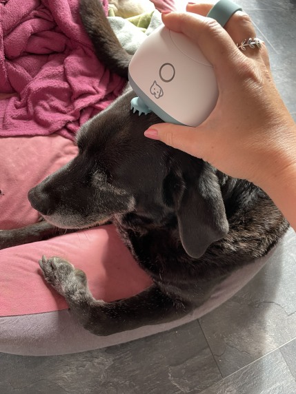 Massagegerät Buddy in Anwendung bei einem Hund Ein schwarzer Hund liegt in einem Hundebett, während das Massagegerät Buddy sanft am Kopf angewendet wird.