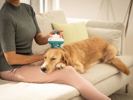 Hund wird mit Massagegerät Buddy am Kopf massiert Hund hat den Kopf auf dem Schoß einer Frau, die ihn mit dem Massagegerät Buddy am Kopf massiert