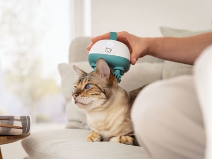 Katze wird mit dem Massagegerät Buddy am Kopf massiert Getigerte Katze liegt auf dem Sofa und wird mit dem Massagegerät Buddy am Kopf massiert