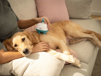 Hund liegt auf dem Sofa und wird mit dem Massagegerät Buddy am Bauch massiert Hund liegt auf dem Sofa und wird mit dem Massagegerät Buddy am Bauch massiert