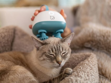 Katze wird mit dem Massagegerät Buddy massiert Katze liegt entspannt auf einer Decke, während das Massagegerät Buddy am Kopf angewendet wird