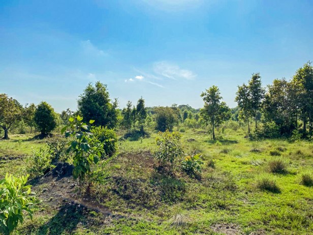 Grüne Landschaft mit jungen und mittelgroßen Bäumen unter klarem, blauem Himmel.