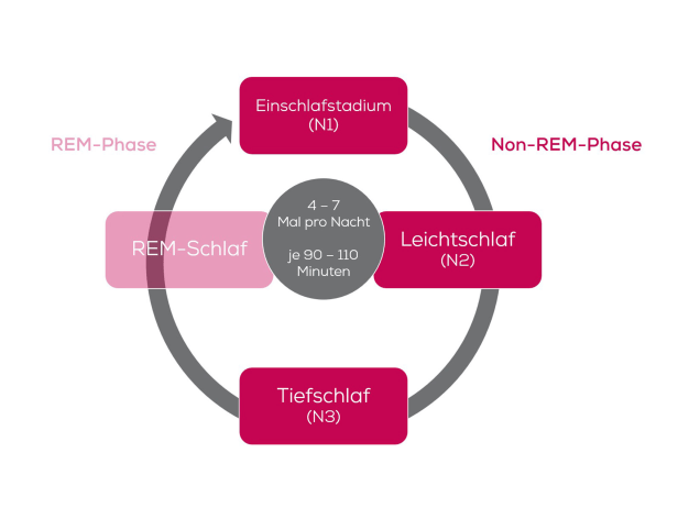 REM-Schlafzyklus-Grafik