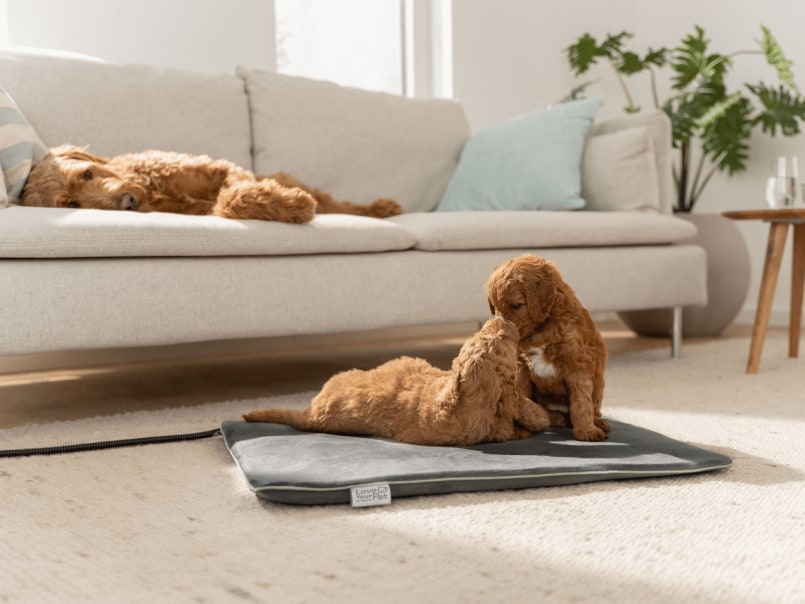 Welpen liegen auf Heizmatte Sammy auf dem Boden und spielen miteinander, im Hintergrund liegt die Hundemama auf dem Sofa