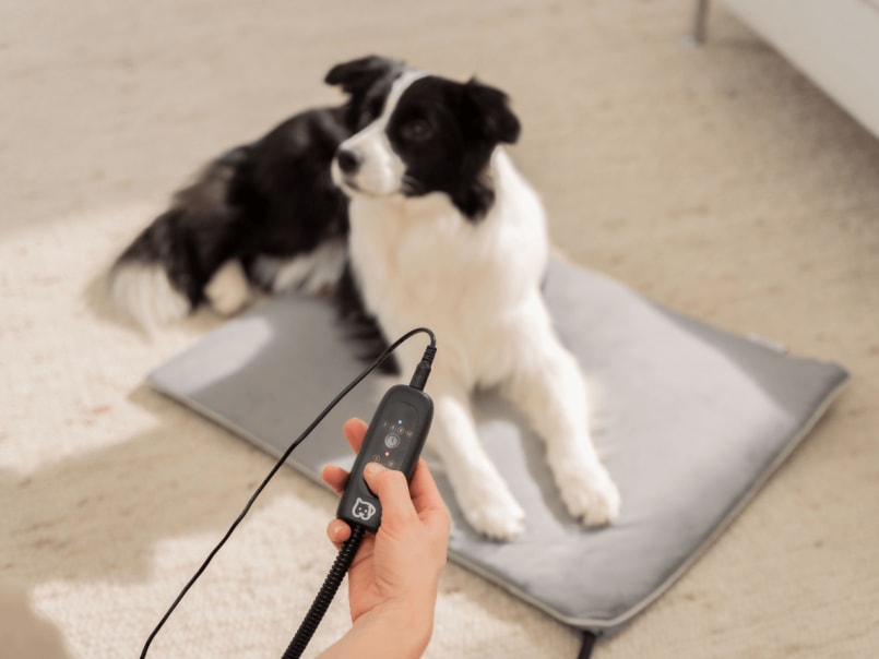 Hund liegt auf grauer Heizmatte Sammy und im Vordergrund wird der Temperaturschalter in der Hand gehalten