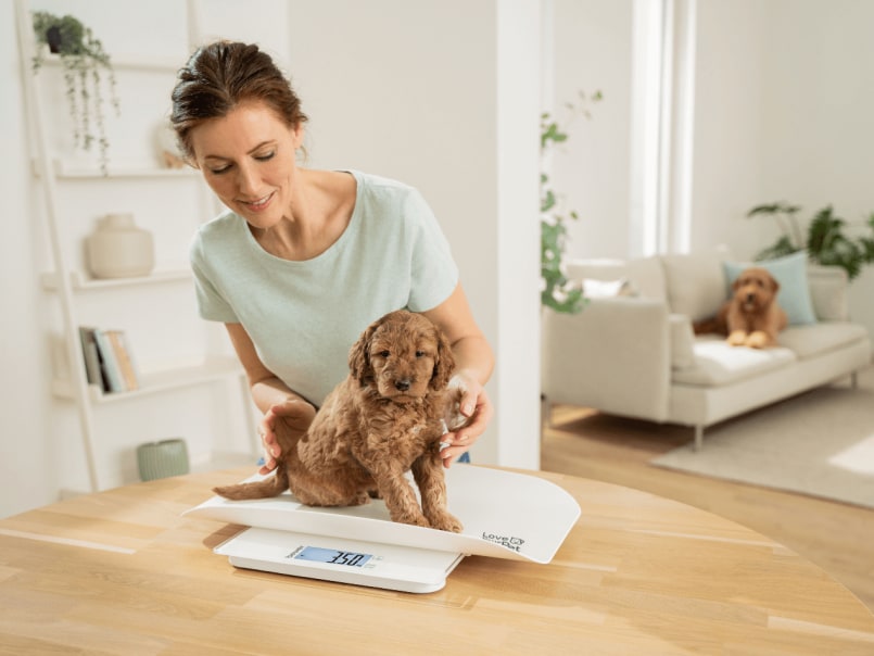 Frau wiegt Welpe auf Waage Polly auf dem Tisch, im Hintergrund liegt ein Hund auf dem Sofa