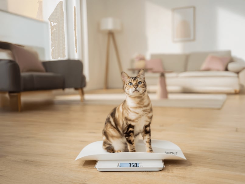Katze sitzt auf Haustierwaage Polly auf dem Boden im Wohnzimmer und wird gewogen, das Display zeigt 3,5 kg an
