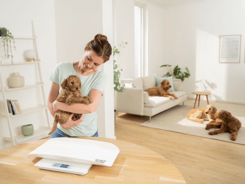 Frau hält Welpe auf dem Arm, auf dem Tisch steht die Waage Polly, im Hintergrund liegen auf dem Sofa und Boden erwachsene Hunde