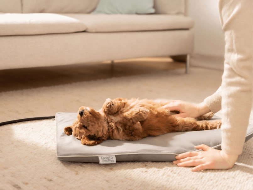 Welpe liegt auf Heizmatte Lilli auf dem Boden und entspannt auf dem Rücken und eine Hand streichelt ihn am Bauch