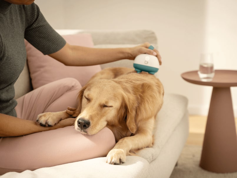 Golden Retriever liegt auf Sofa und wird von einer Frau mit Massagegerät Buddy massiert und entspannt mit geschlossenen Augen