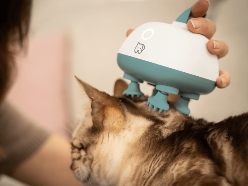 Katze wird mit Massagegerät Buddy am Kopf massiert