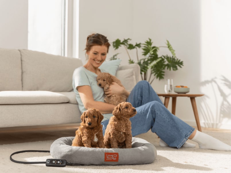 Zwei Welpen im Wärmebett Kira, im Hintergrund sitzt eine Frau lachend am Sofa mit einem Welpen im Arm