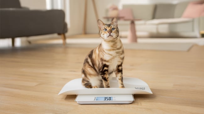 Tier- und Personenwaage Polly im Einsatz mit Katze Eine Katze sitzt auf der Tier- und Personenwaage Polly in einem hellem Wohnzimmer