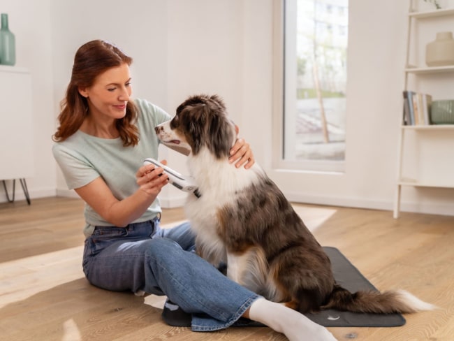 Fellschneider Fluffy im Einsatz mit Hund Frau kürzt das Fell eines Hundes mit dem Fellschneider Fluffy in einem hellen Wohnzimmer