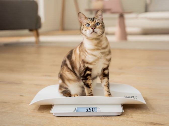 Bilancia Da Cucina Design Gatto Bianco - Precisone 1g A 5kg, Dimensioni 18x18x1,8 Cm, In HIPS E Vetro, Portatile, Batteria CR2032 Inclusa