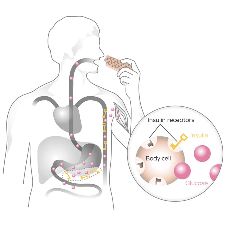 blood-sugar-key-lock-principle