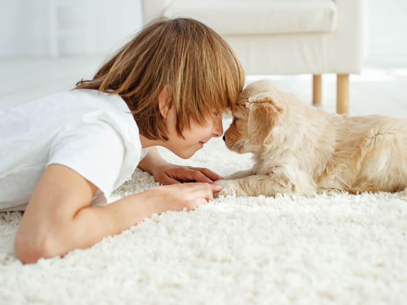 Child playing with a dog