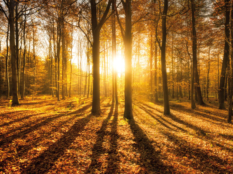 Soleil dans la forêt