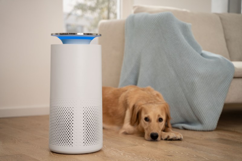Beurer LR 400 Luftreiniger steht im Wohnzimmer. Ein Hund liegt daneben.