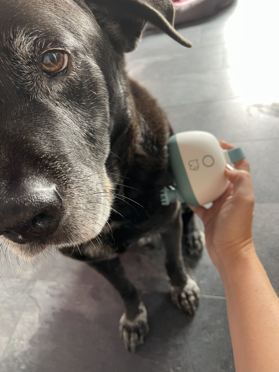 Massagegerät Buddy bei einem Hund im Einsatz Ein schwarzer Hund sitzt auf dem Boden, während das Massagegerät Buddy an seiner Brust angewendet wird