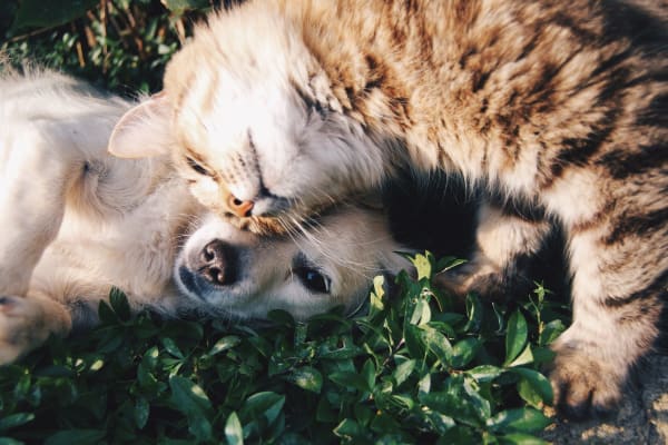 Dog sitting with cat in field