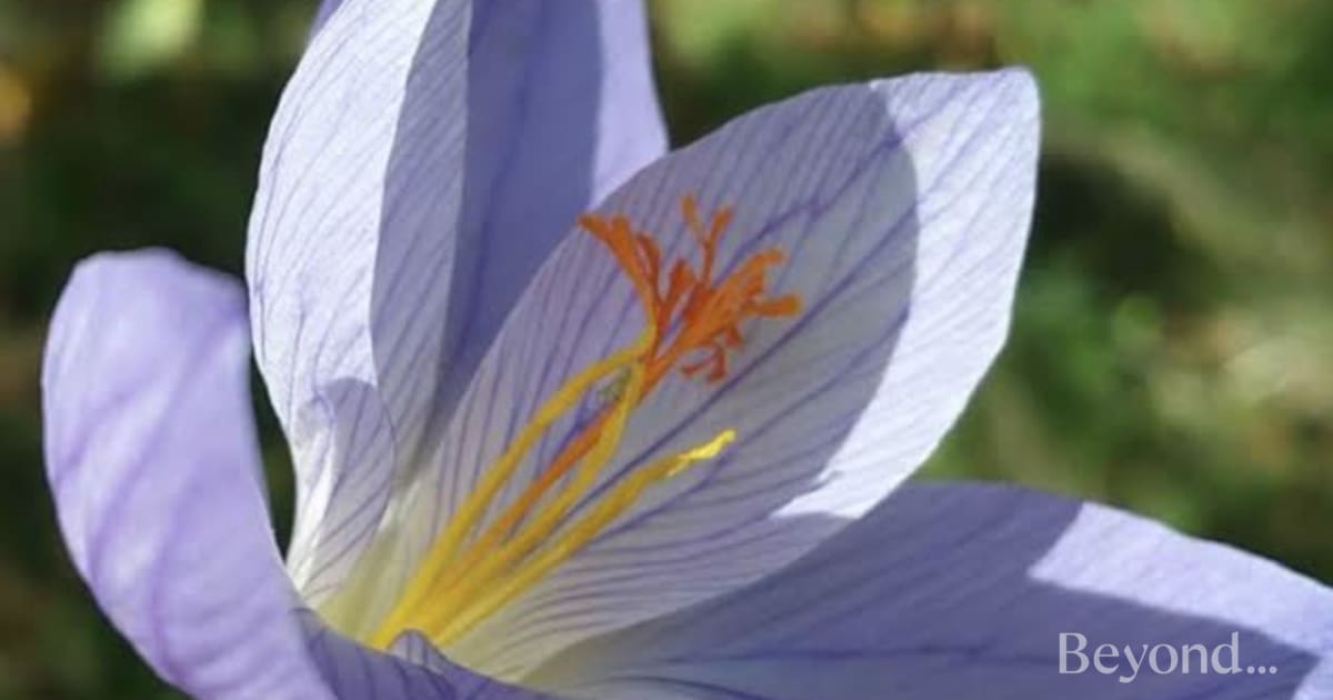 P&M Independent Funeral Services, Exeter Funeral Directors Beyo