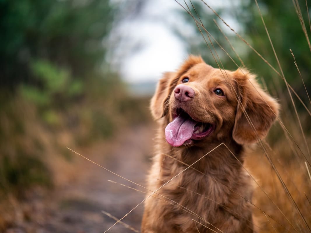 Dog sitting on a dirt path, smiling