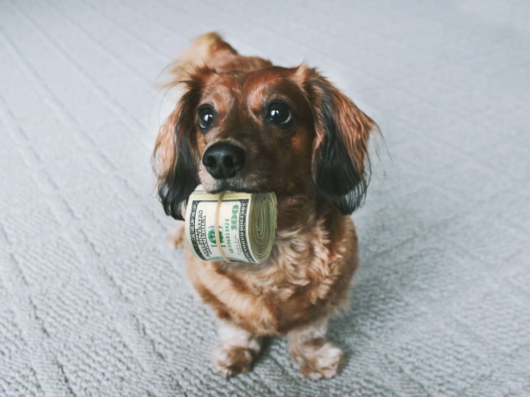 A dog with money from a pet trust fund