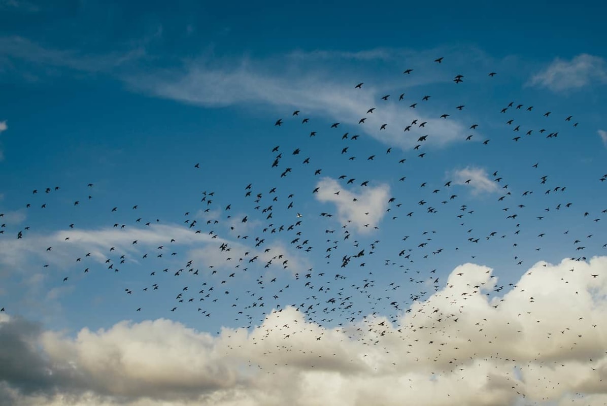 sky burial