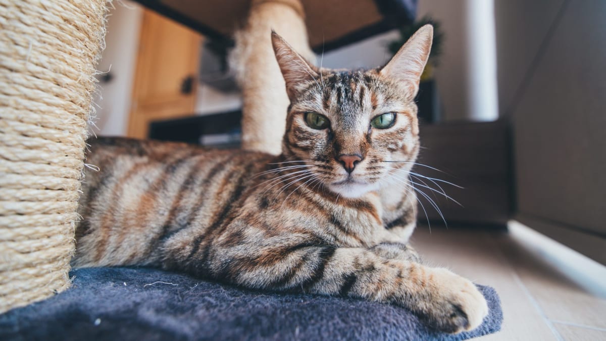 Cat in front of cat play house.