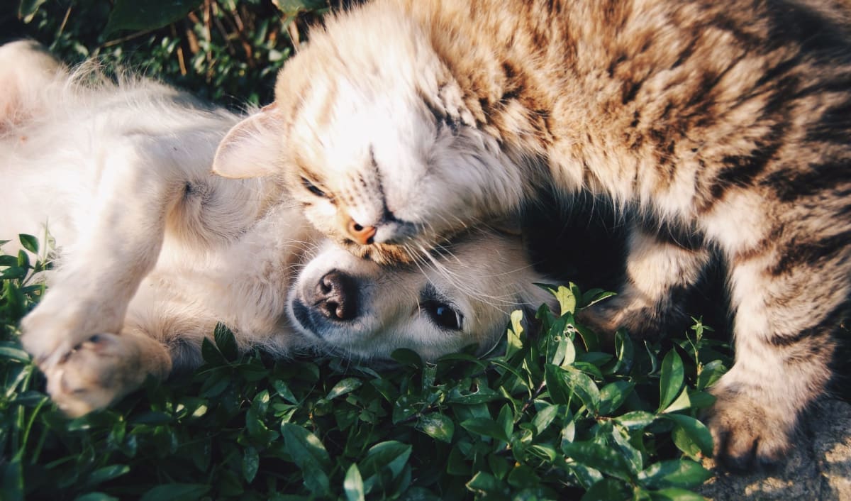 Dog sitting with cat in field