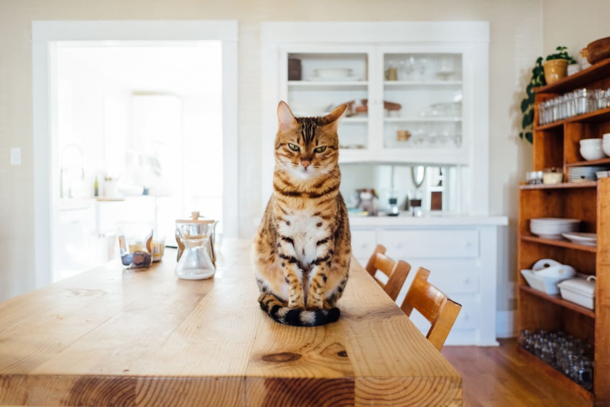 A cat who has been left an estate in a will