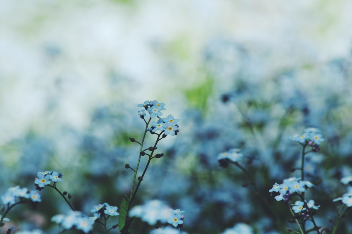 Forget-me-not flowers