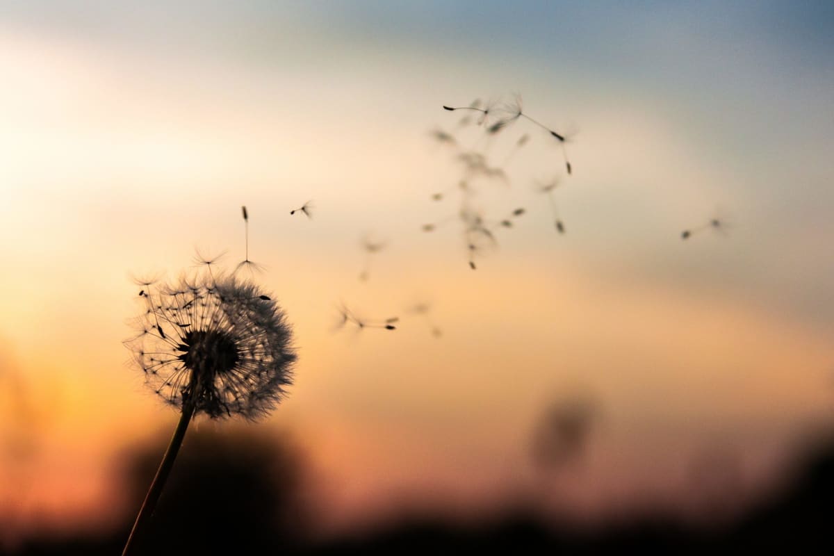 Dandelion Farewells