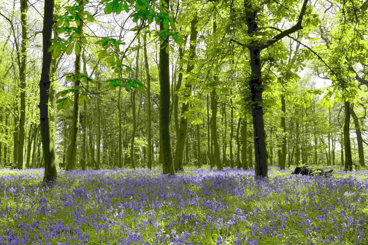 GreenAcres Woodland Burial