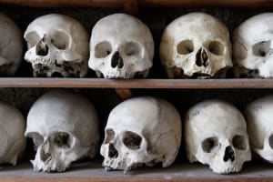 Skulls on shelves