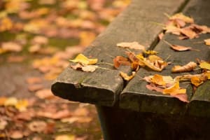Bench and autumn leaves